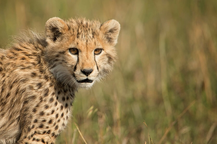 Serengeti Safari