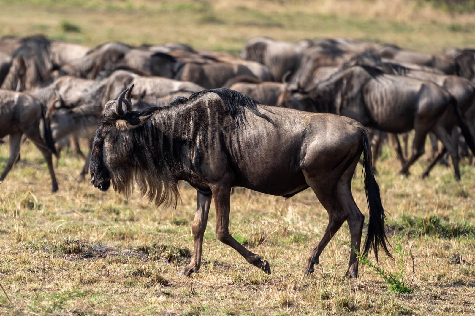 Safari and Zanzibar