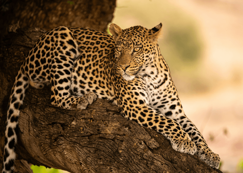 Tanzania Cheetah