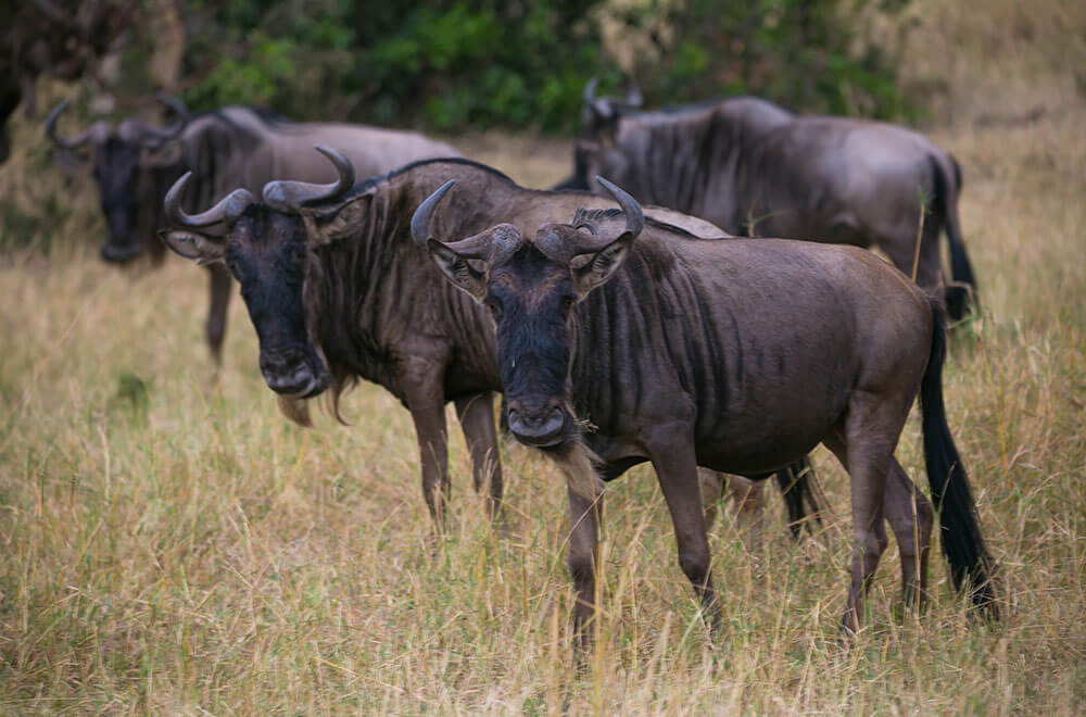 Serengeti